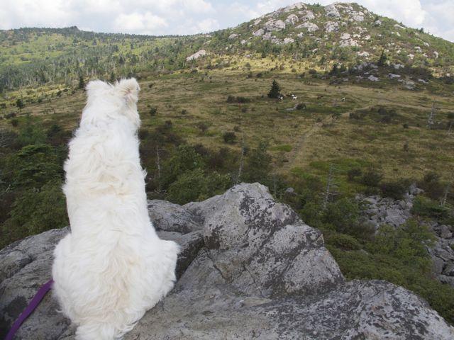 Kiara looking at the wild horses